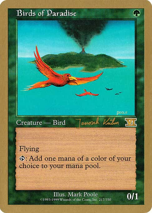 Birds of Paradise